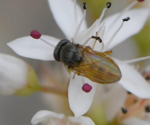 Réf. 284 251 : Oscinimorpha novakii